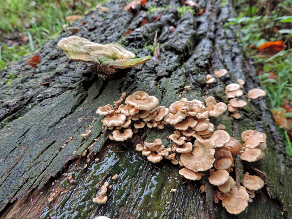 Fopelfenbankje [11588] 19-okt-2014 (Bentheimerwald, Bad Bentheim).jpg - Fopelfenbankje [Lenzites betulinus]